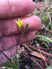 Hypoxis curtissii