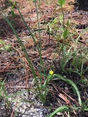 Hypoxis curtissii