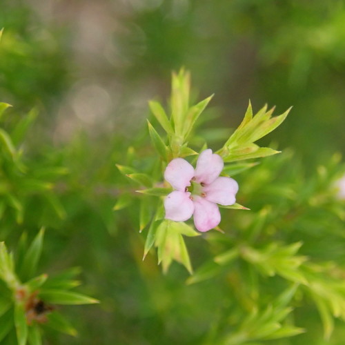 Coleonema pulchellum