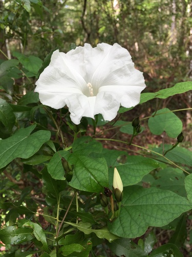 Ipomoea pandurata iNat (2)