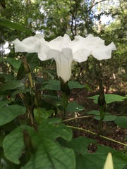 Ipomoea pandurata