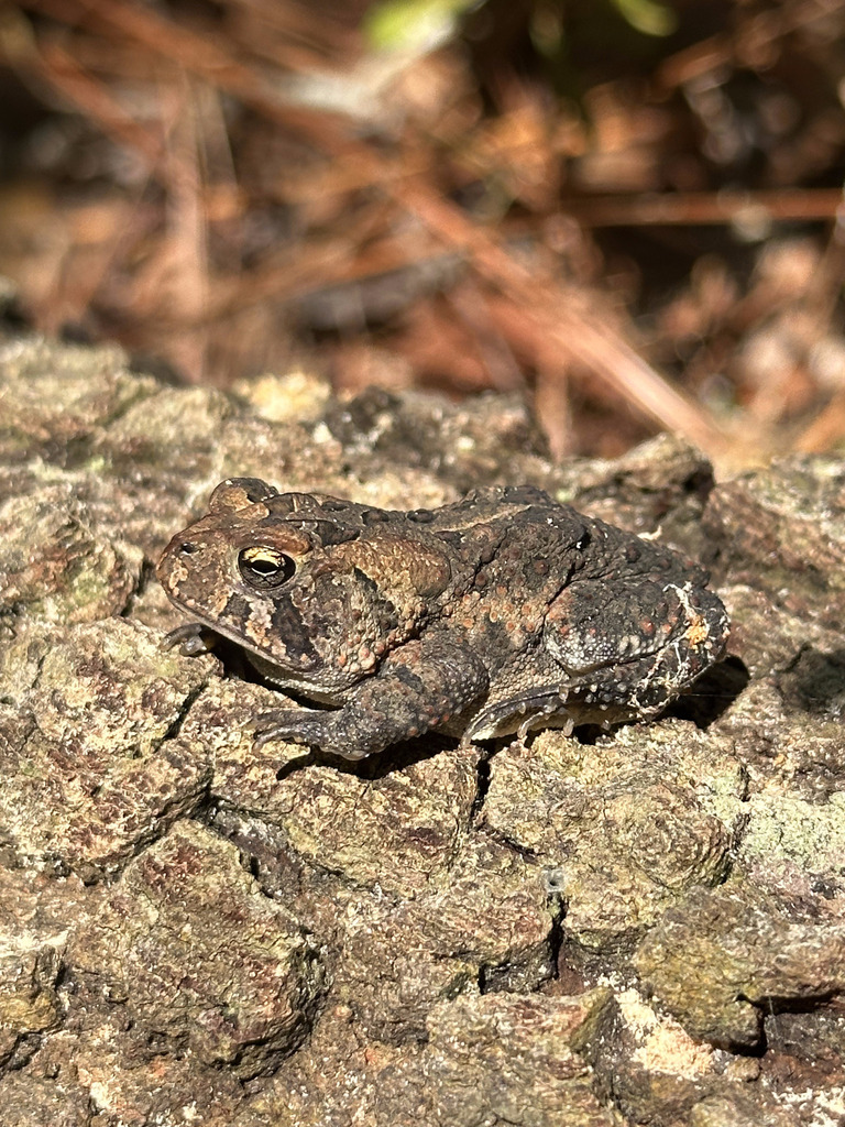 Southern Toad from University of North Carolina At Wilmington ...