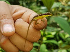 Anolis notopholis