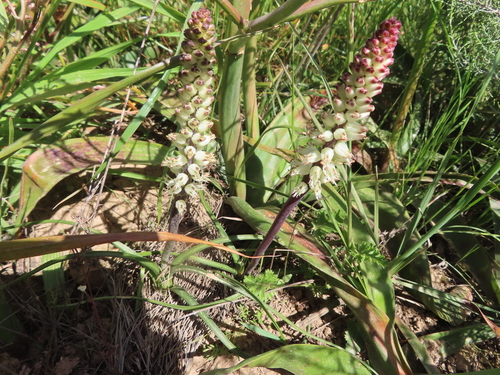 Lachenalia filamentosa