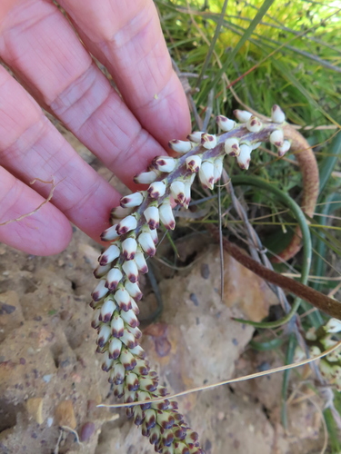Lachenalia filamentosa