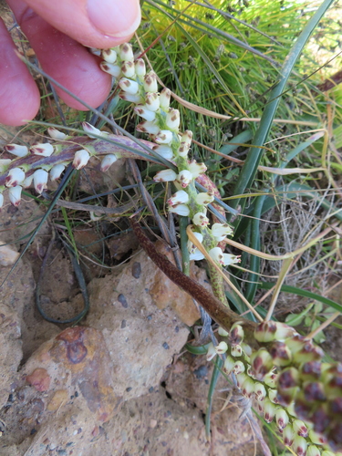 Lachenalia filamentosa