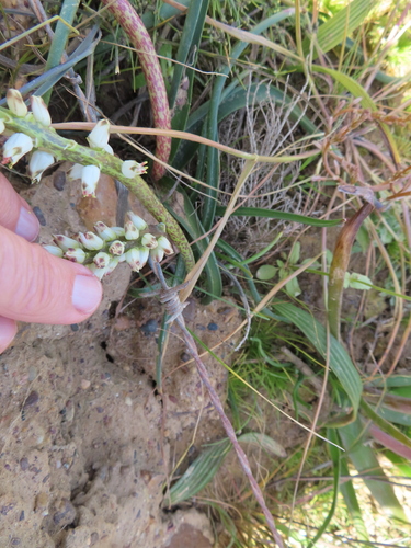 Lachenalia filamentosa