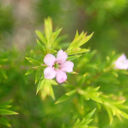 Coleonema pulchellum