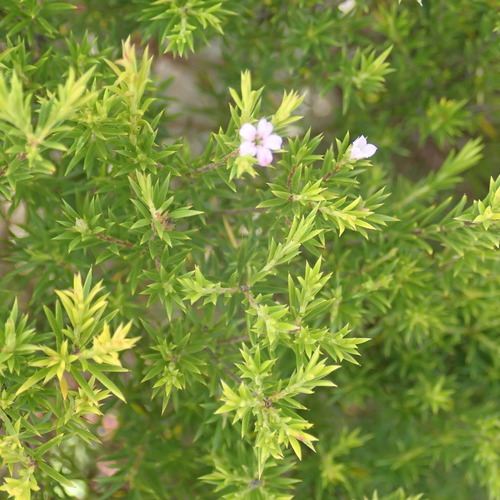 Coleonema pulchellum