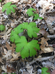 Hydrastis canadensis
