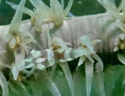 Pontonides unciger