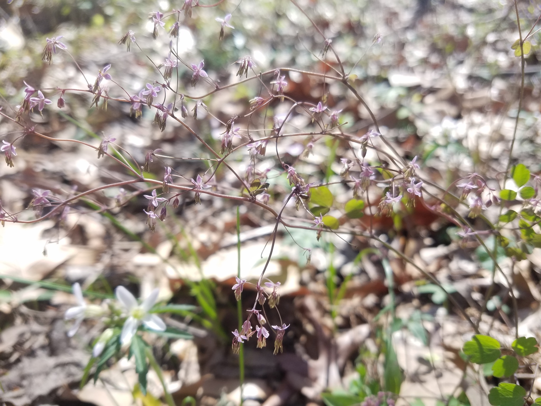 Thalictrum arkansanum