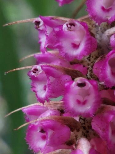 Elleanthus maculatus
