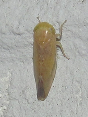 Athysanini