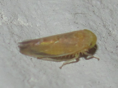 Athysanini