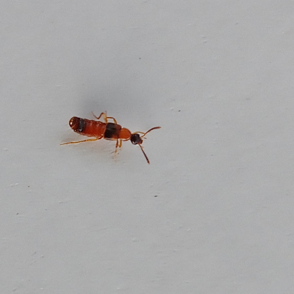 Bolitochara pulchra