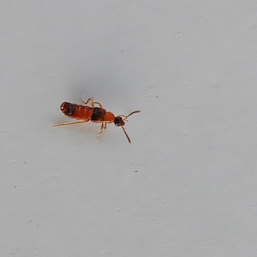 Bolitochara pulchra