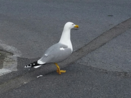 Larus michahellis