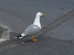 Larus michahellis