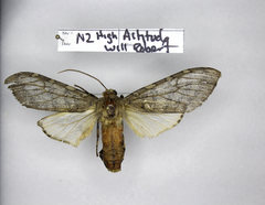 Pseudohemihyalea labecula