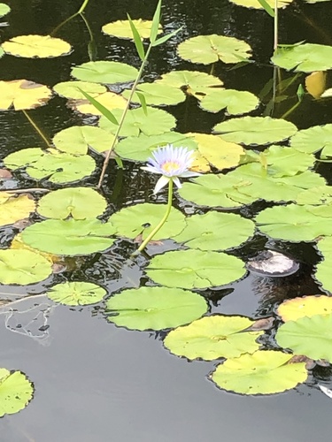 Nymphaea nouchali observed 2019-10-22