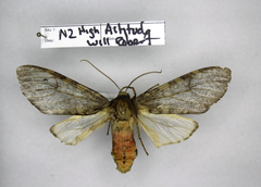 Pseudohemihyalea labecula