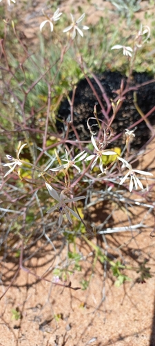 Image of Lapeirousia anceps by (c) Adele SL, some rights reserved (CC BY)