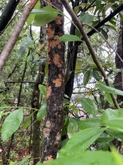 Melampsoridium betulinum