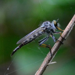 Neoitamus flavofemoratus