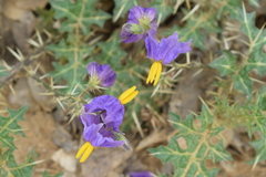 Solanum virginianum