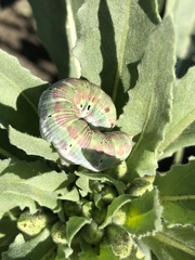 Euproserpinus phaeton