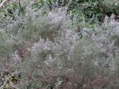 Erica arborea