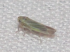 Macrosteles quadrilineatus