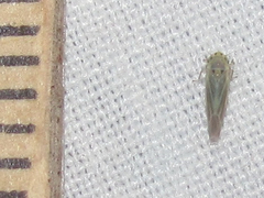 Macrosteles quadrilineatus