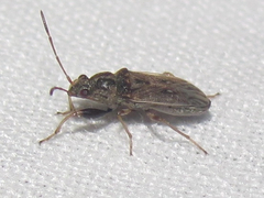 Pseudopachybrachius basalis