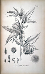 Gossypium barbadense