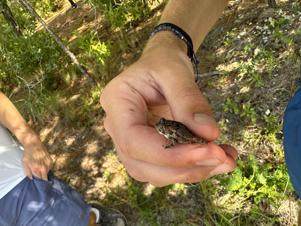 Southern Toad from Carleton Place, Wilmington, NC, USA on September 25