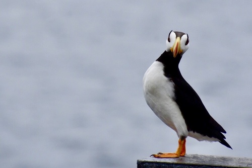 Horned Puffin photographed in Alaska