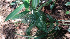 Pteris dispar