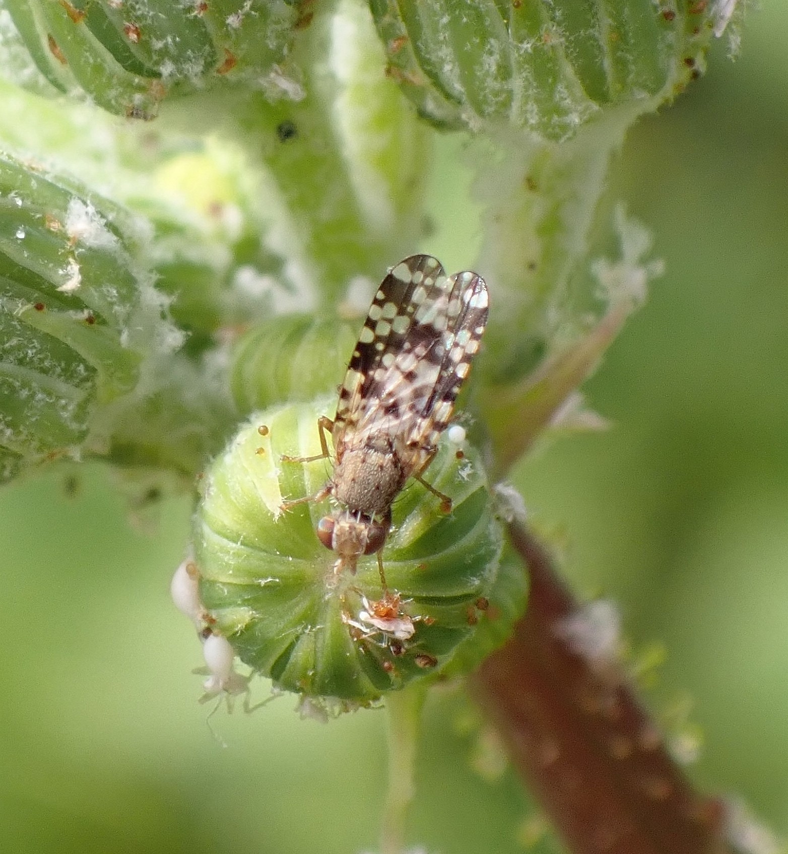 Campiglossa producta