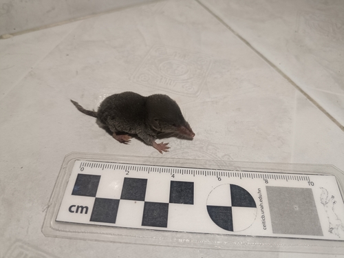 Yucatán Small-eared Shrew
