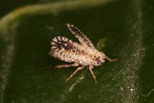 Tropiduchid planthopper