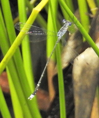 Lestes tridens