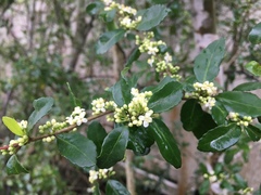 Ilex vomitoria image