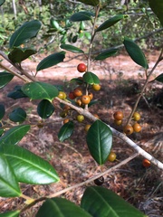 Ilex opaca arenicola