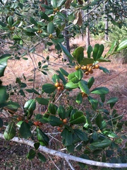 Ilex opaca arenicola