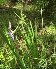 Iris savannarum
