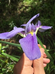 Iris savannarum