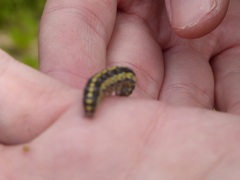 Sympistis perscripta