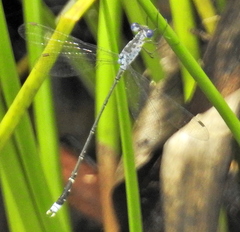 Lestes tridens